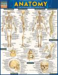 Barchart Anatomy