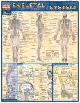Barchart Skeletal System