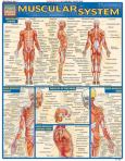 Barchart Muscular System