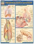 Barchart Respiratory System