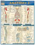 Barchart Anatomy 2