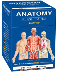 Barchart Anatomy Flash Cards